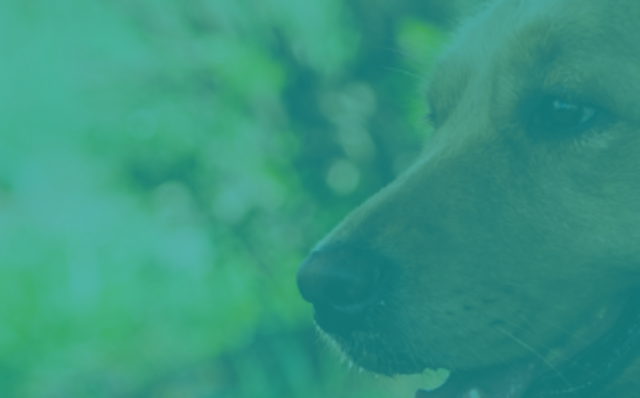 Bornes hygiène canine pour un espace extérieur propre et agréable. Bornes hygiène canine pour un espace extérieur propre et agréable.